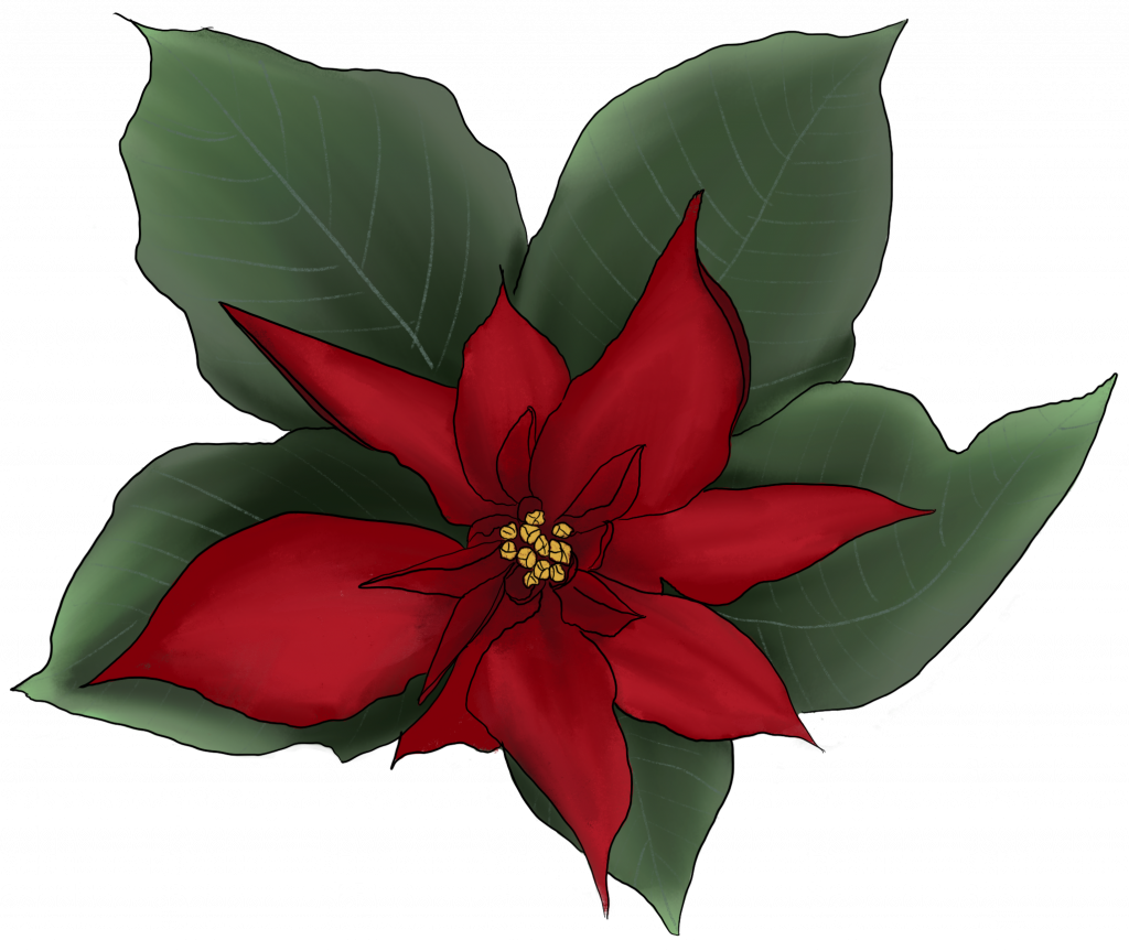 Poinsettia 1