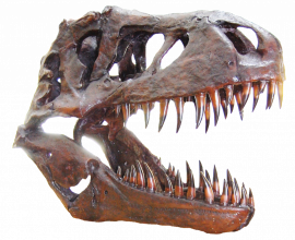 pngfind.com dinosaur skull png 6170867